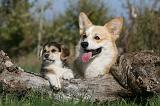 CORGI PEMBROKE 1013